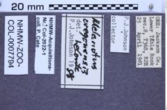 Etiketten zu Melanotus oregonensis (LeConte, 1853) (NHMW-ZOO-COL-0007794)
